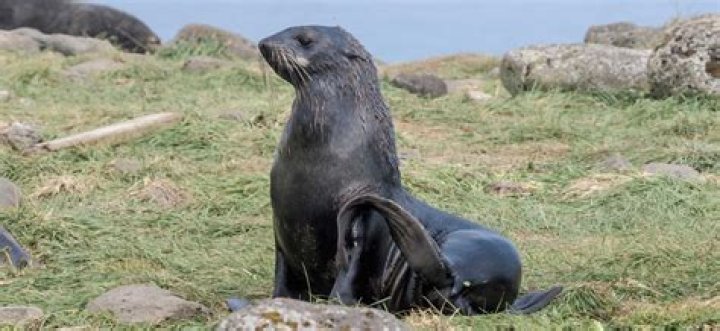 Do fur seals have ears?