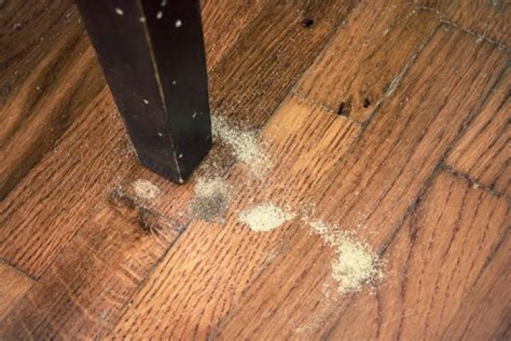 Do furniture beetles bite?