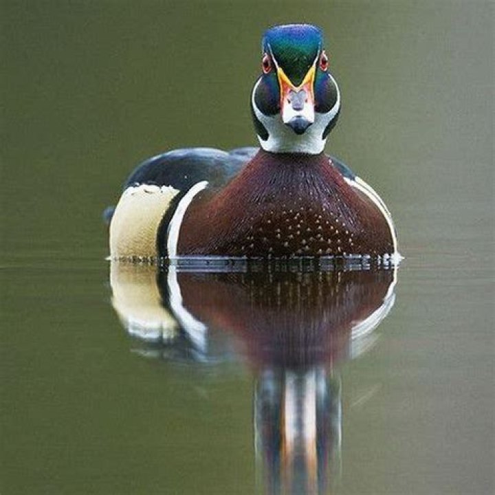 Do gadwall eat fish?