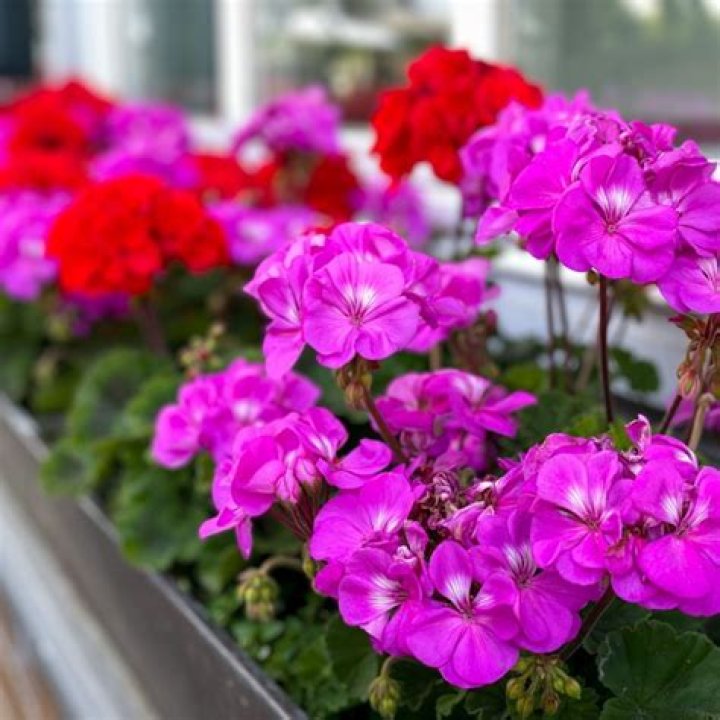 Do geraniums bloom all summer?