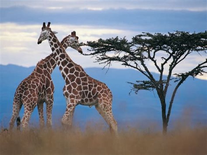 Do giraffes live in the sahara desert?