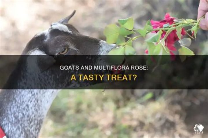 Do goats eat multiflora rose?