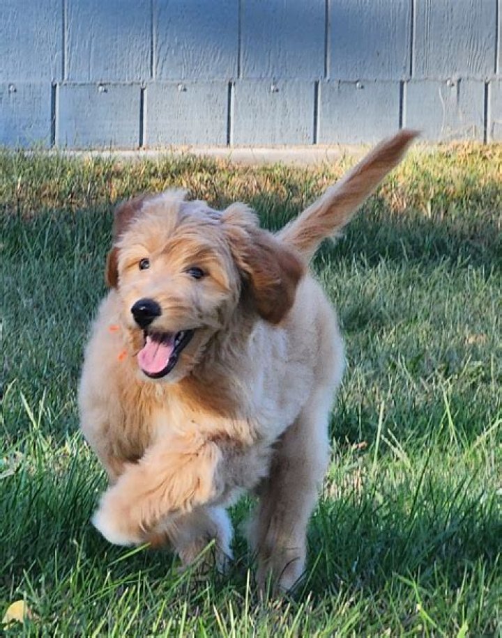 Do goldendoodles shed when a puppy?