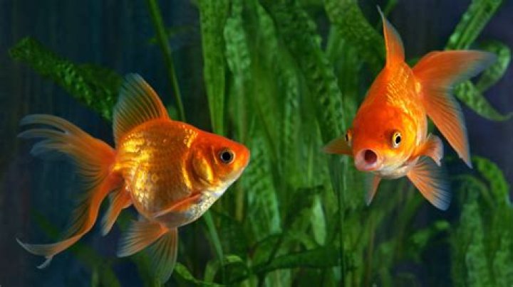 Do goldfish eat blue green bacteria?