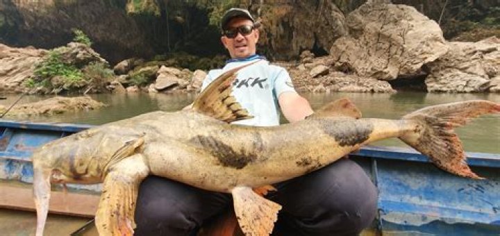Do goonch catfish eat humans?