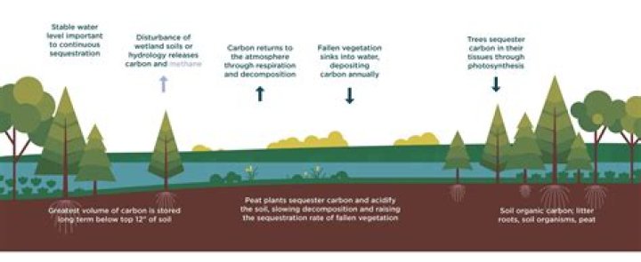 Do grasslands sequester carbon?