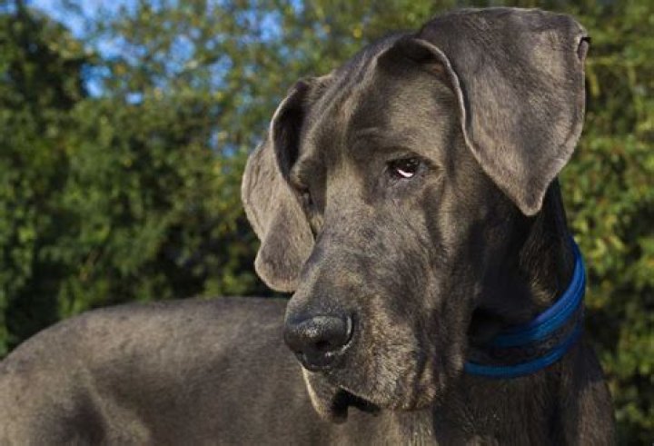 Do great danes shed a lot?