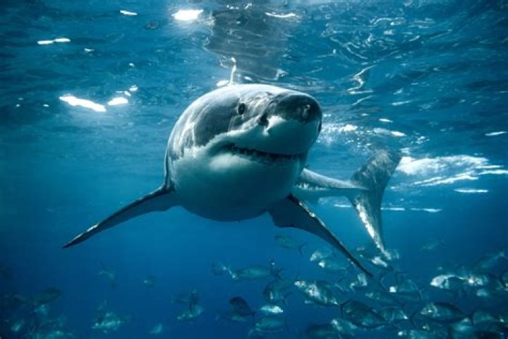 Do great white sharks have spiracles?