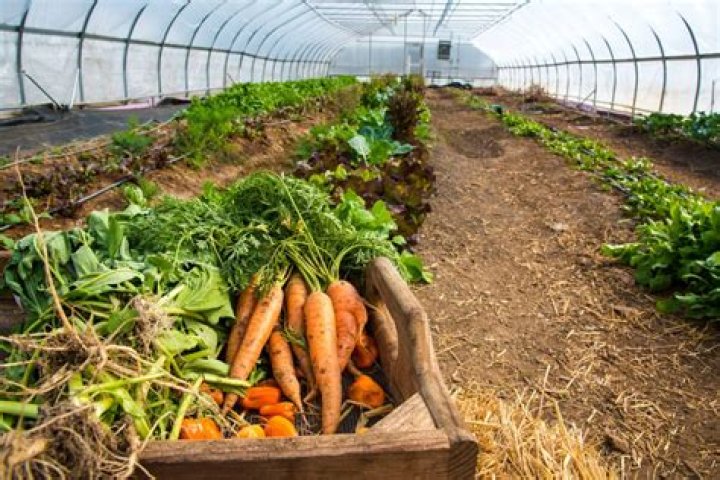 Do greenhouses need full sun?