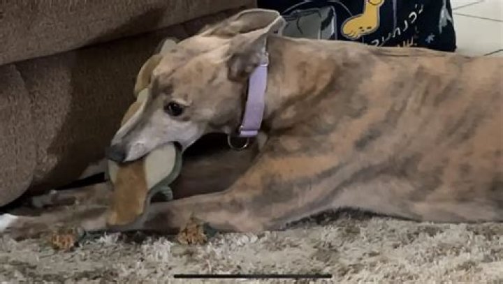 Do greyhounds get along with cats?