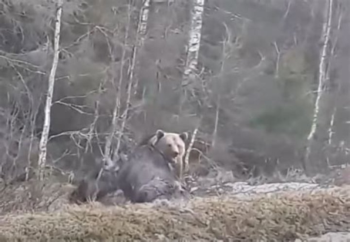 Do grizzlies eat moose?