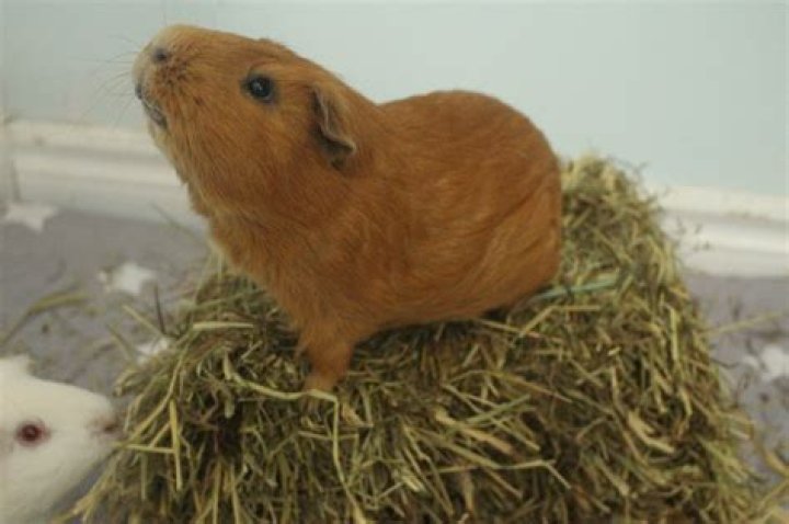 Do guinea pigs eat wheatgrass?