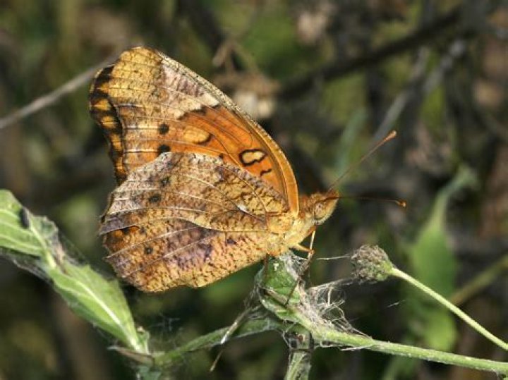 Do gulf fritillaries migrate?