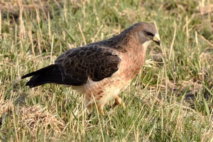 Do hawks eat entrails?