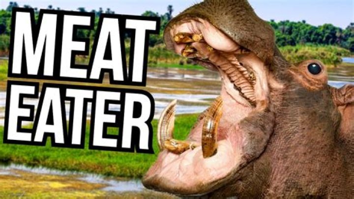 Do herbivores eat meat?