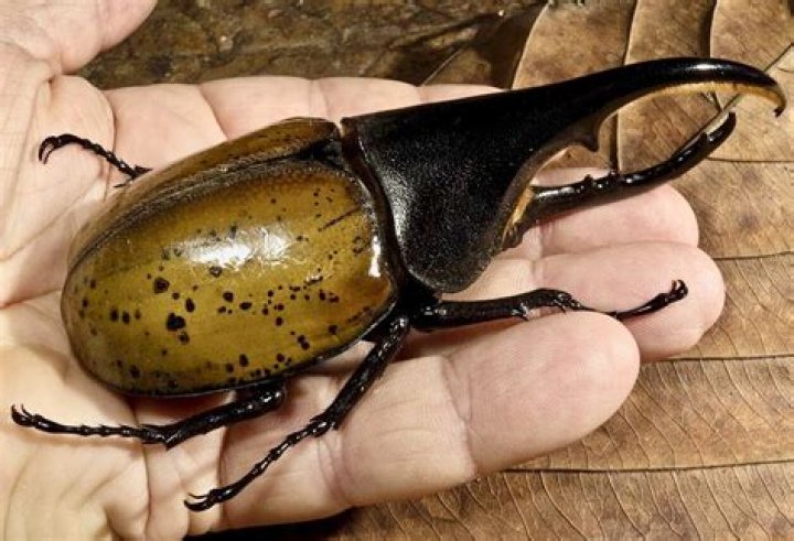 Do hercules beetles have eyes?