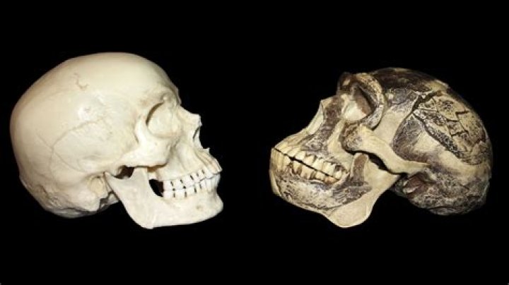Do homo sapiens have a sagittal crest?