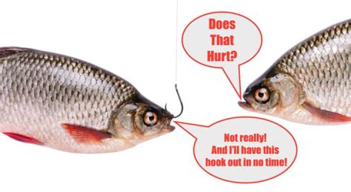 Do hooks hurt fish?