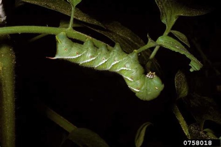 Do hornworms need water?