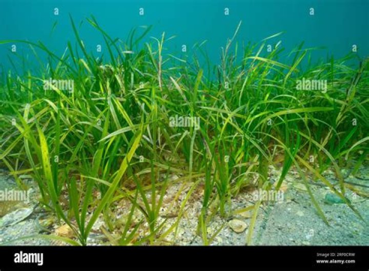 Do horses eat eelgrass?