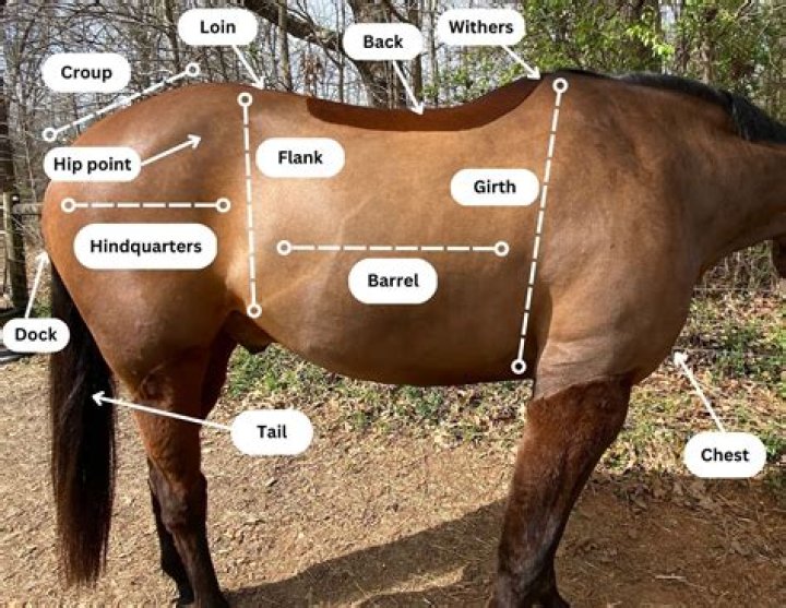 Do horses have a snout?