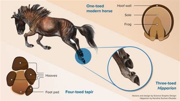 Do horses like kicking?