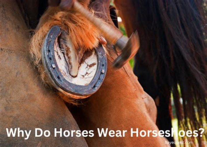 Do horses need their whiskers?