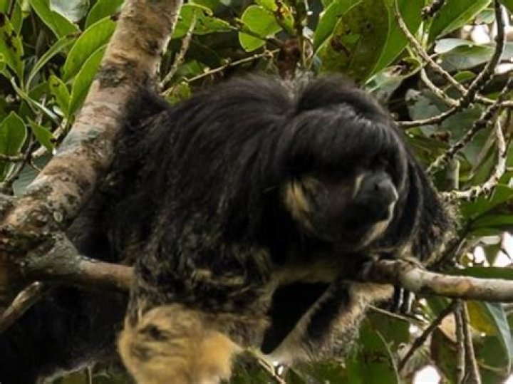 Do howler monkeys live in the amazon rainforest?
