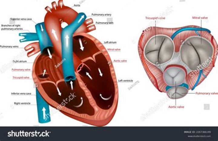 Do human hearts have auricles?