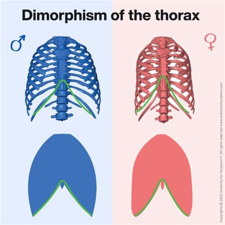 Do humans have dimorphism?