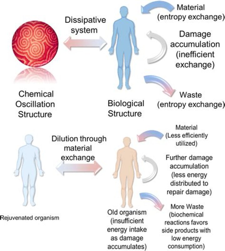 Do humans increase entropy?