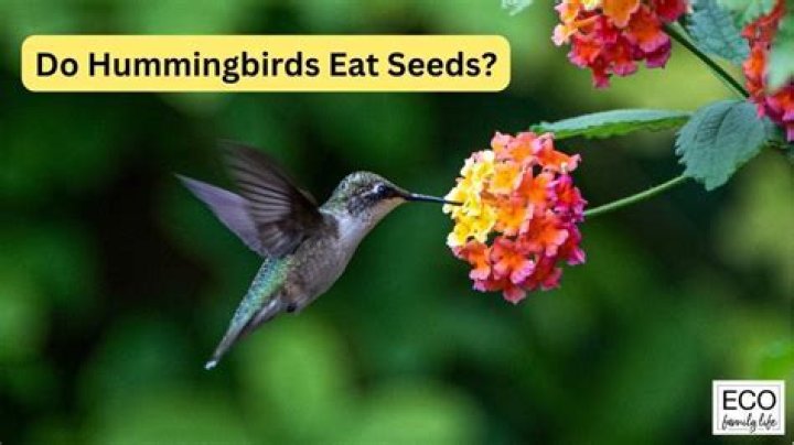 Do hummingbirds eat bird seed?