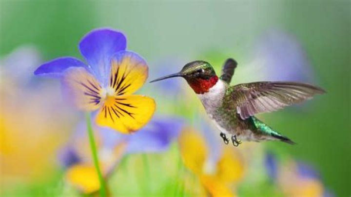 Do hummingbirds like pansies?