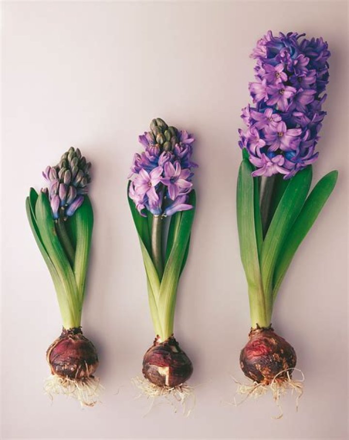 Do hyacinth grow back?