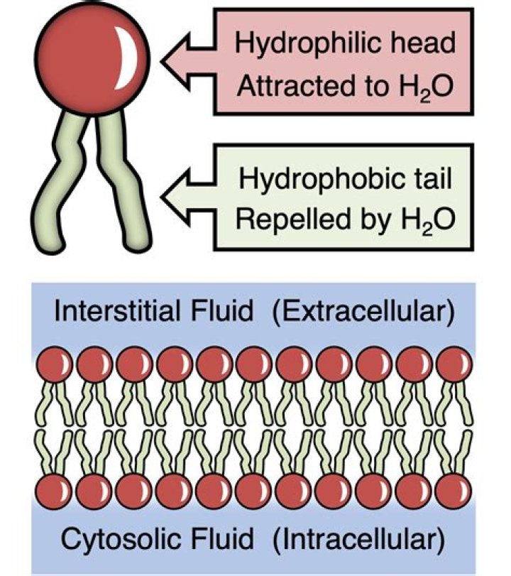 Do hydrophilic molecules dissolve in lipids?