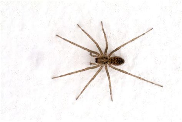 Do i eat spiders?