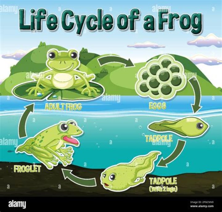 Do i have a frog or a toad?