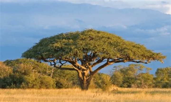 Do impalas eat acacia trees?