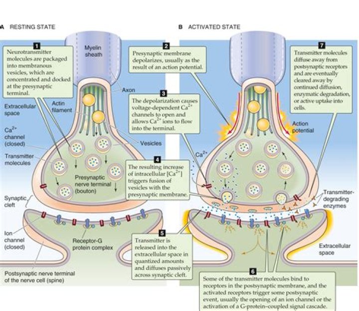 Do inhibitory synapses cause depolarization?