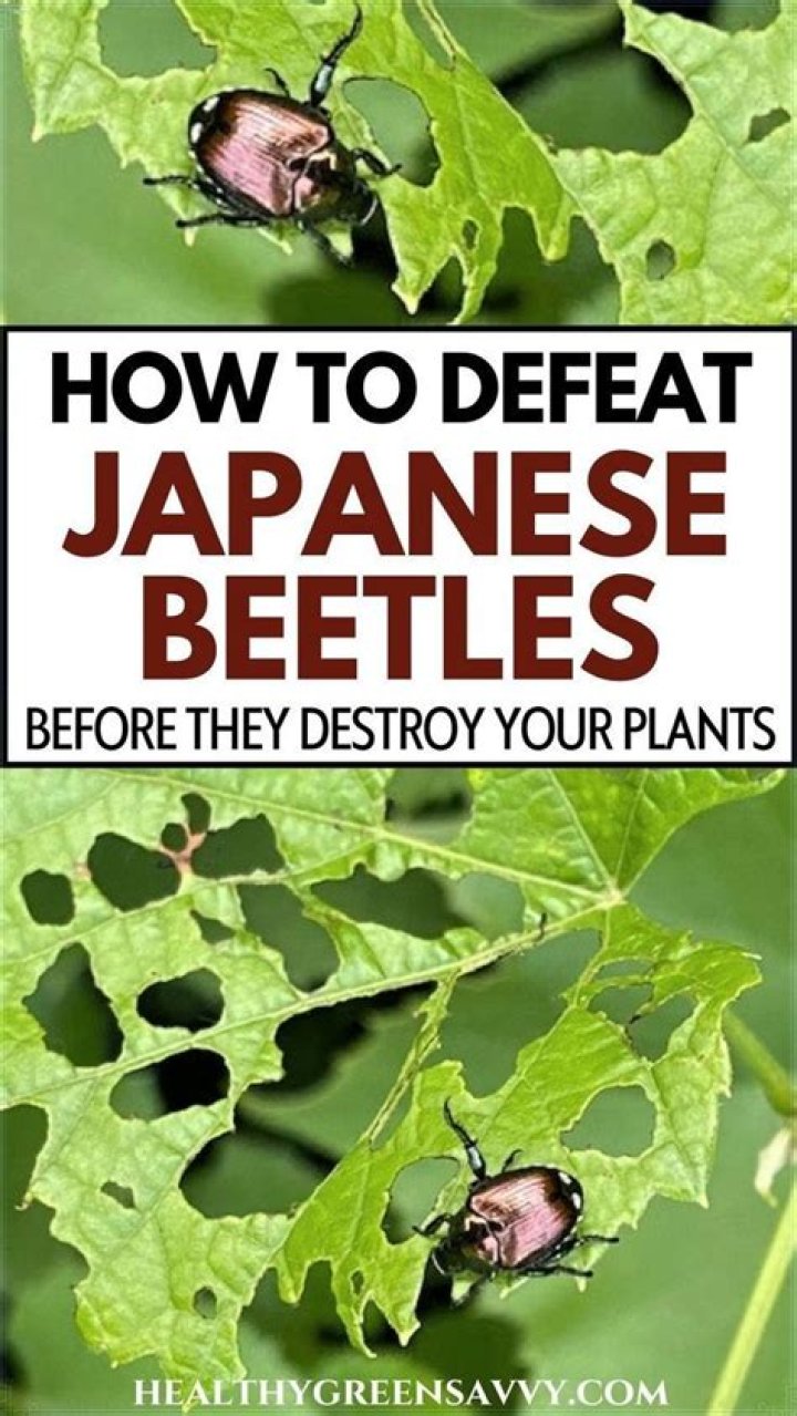 Do japanese beetles sting?
