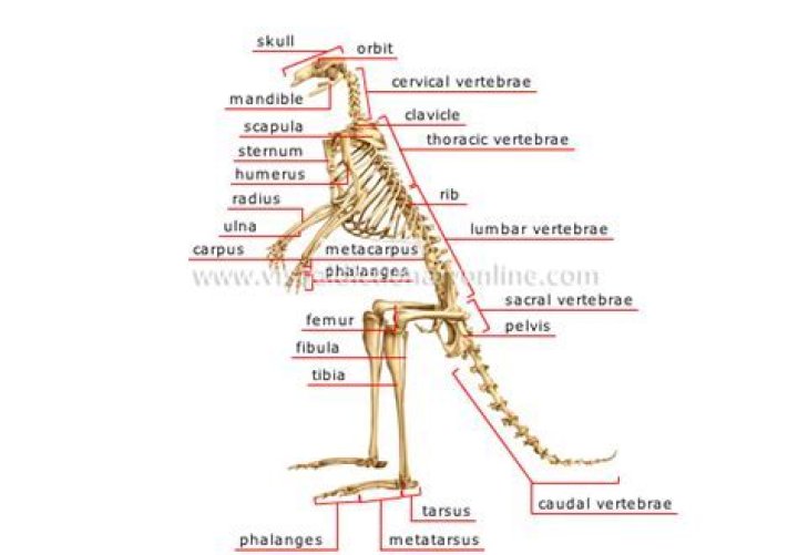 Do kangaroos have spinal cords?