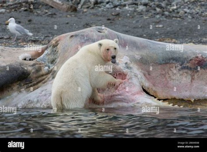 Do killer whales eat polar bears?