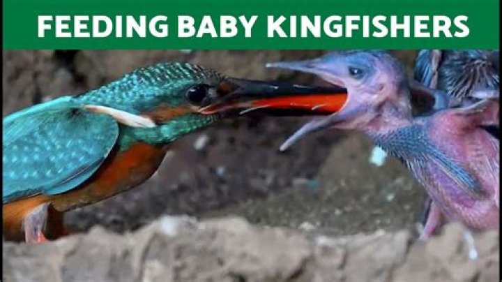 Do kingfisher own home depot?