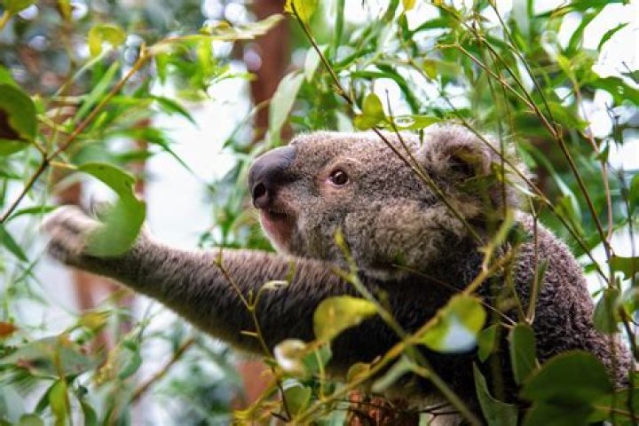 Do koalas eat messmate?