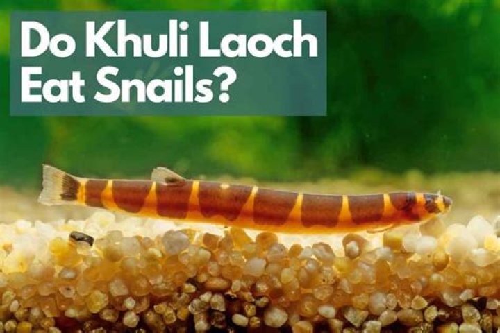 Do kuhli loach eat snails?