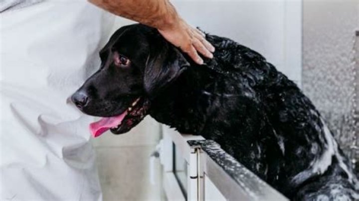 Do labradors need professional grooming?