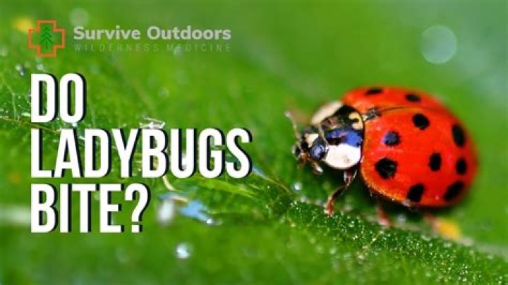 Do ladybugs help with gnats?