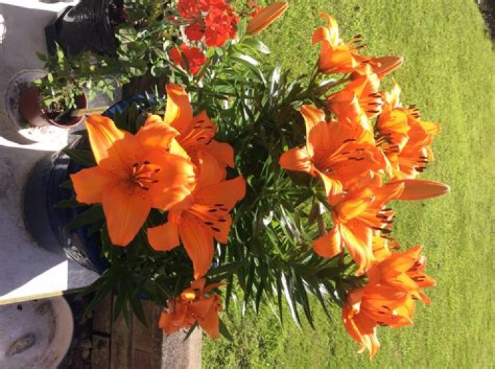 Do lillies re flower?