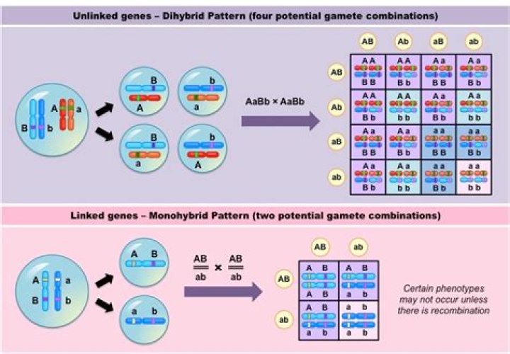 Do linked genes cosegregate?