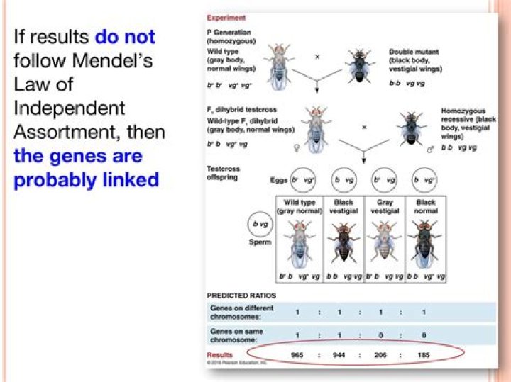 Do linked genes follow mendelian laws?